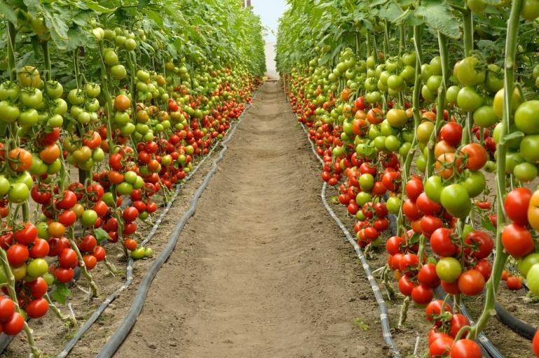 agroopt-market